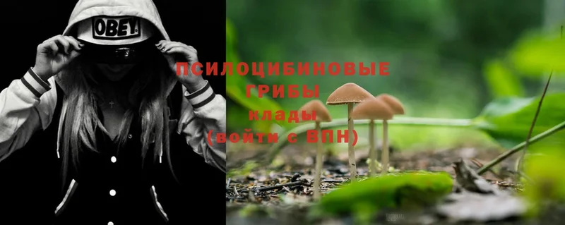 Псилоцибиновые грибы Psilocybe  закладки  Тавда 