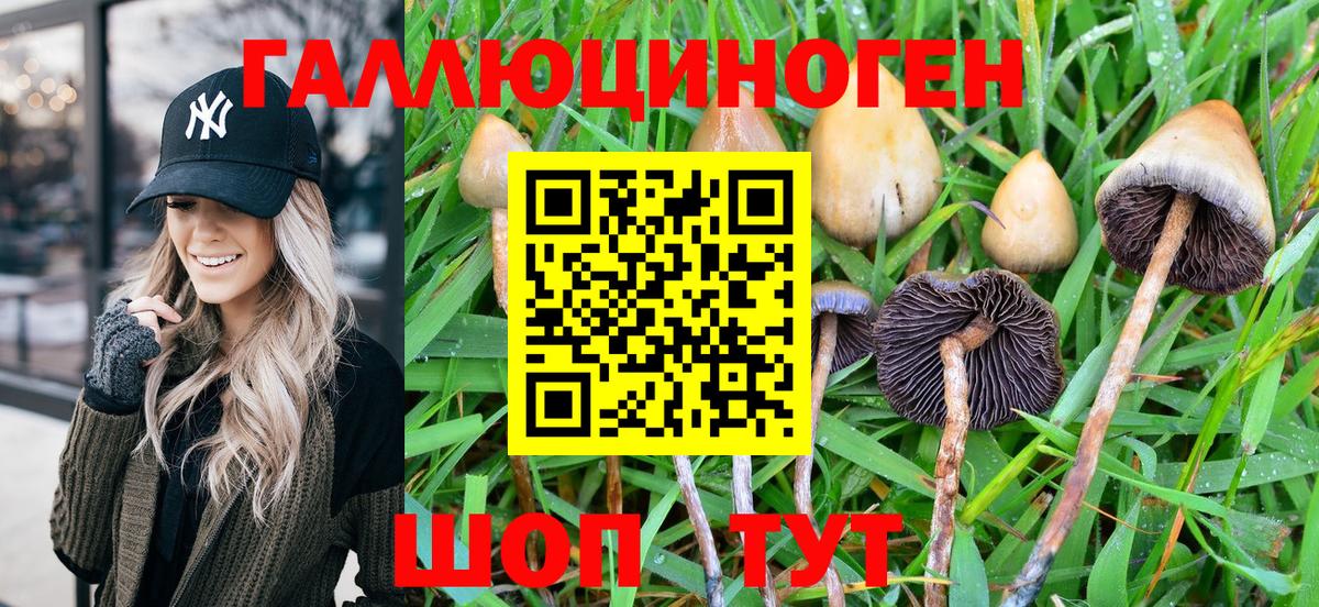 Псилоцибиновые грибы Psilocybe Тавда